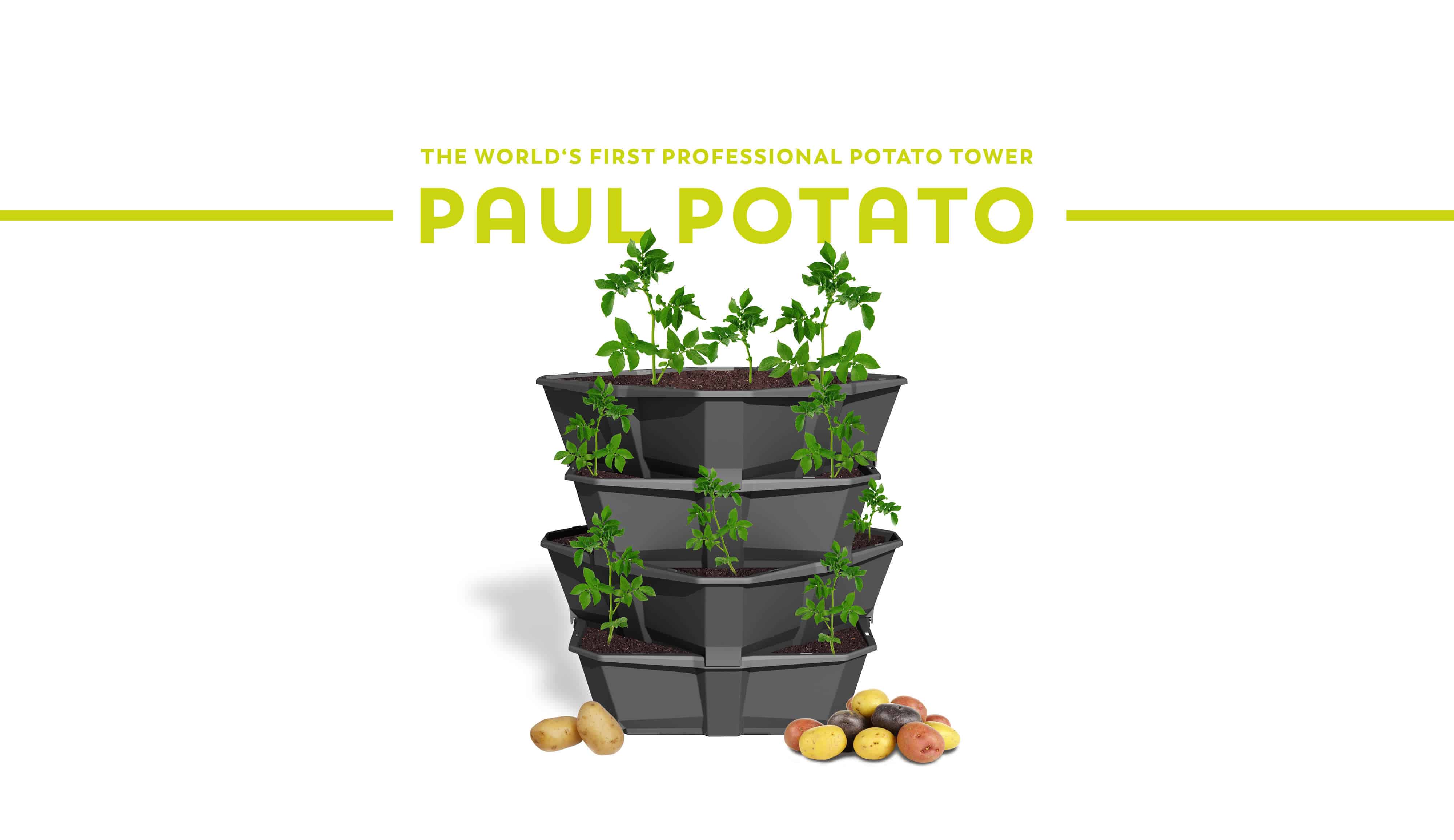 Paul_Potato_01